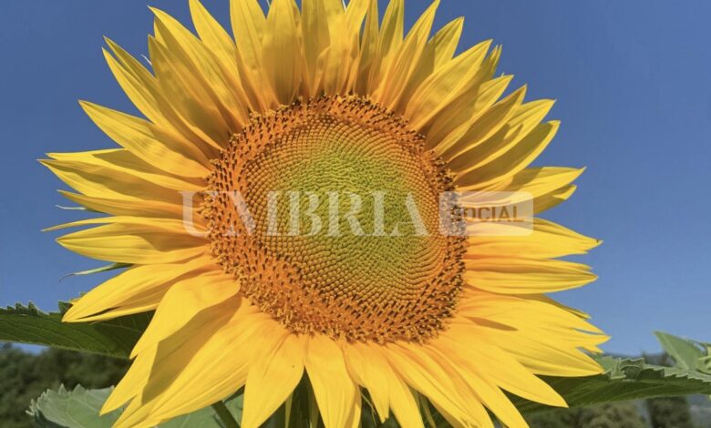 F897EB5F D559 4A08 B77E 46F59008ADE0