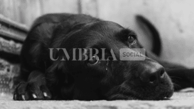 Schermata 2023 07 28 alle 17.42.59