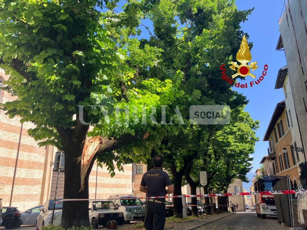 Spoleto, mezzo pesante spacca tiglio secolare: la pianta è stata rimossa (foto) 2