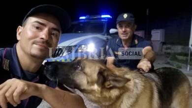 Pastore tedesco smarrito vaga spaventato sulla Strada Statale 3, Polizia di Stato lo riconsegna al proprietario 9 280CD973 BA3A 496E 9EAC D6EEC28475AA