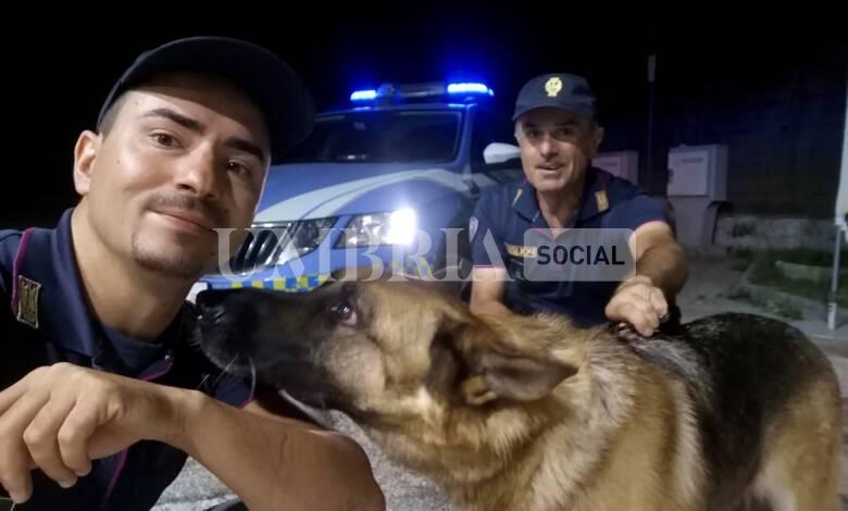 Pastore tedesco smarrito vaga spaventato sulla Strada Statale 3, Polizia di Stato lo riconsegna al proprietario 1 280CD973 BA3A 496E 9EAC D6EEC28475AA