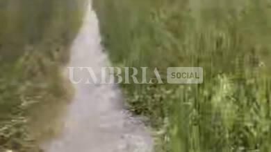 La ciclabile Assisi-Spoleto all’altezza di Bevagna è una “foresta”: la segnalazione (video) 6 677C48C2 87AE 468C BA4A 16234E0CA63D