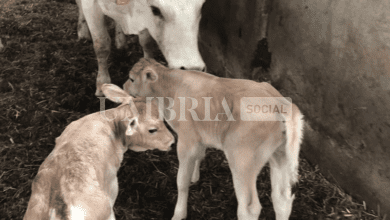 Città di Castello, nate due vitelline gemelle alla Mostra del Bestiame di San Bartolomeo 12 Schermata 2023 08 28 alle 17.00.08