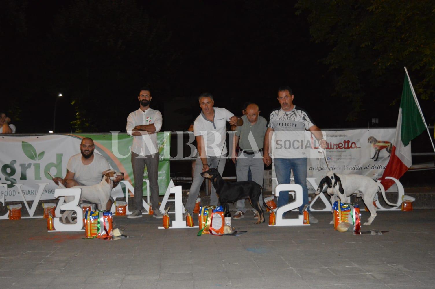 Esposizione canina Arci Caccia, a Bevagna oltre 120 cani iscritti alla prima edizione 7 Esposizione canina Arci Caccia, a Bevagna oltre 120 cani iscritti alla prima edizione 6