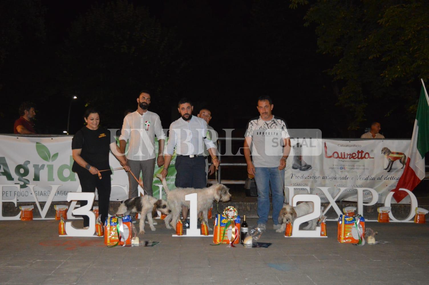 Esposizione canina Arci Caccia, a Bevagna oltre 120 cani iscritti alla prima edizione 3 Esposizione canina Arci Caccia, a Bevagna oltre 120 cani iscritti alla prima edizione 2