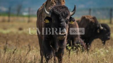bison bison