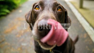 Abbandona il cane in stazione: rintracciato e denunciato 10 james barker v3 zcCWMjgM unsplash scaled