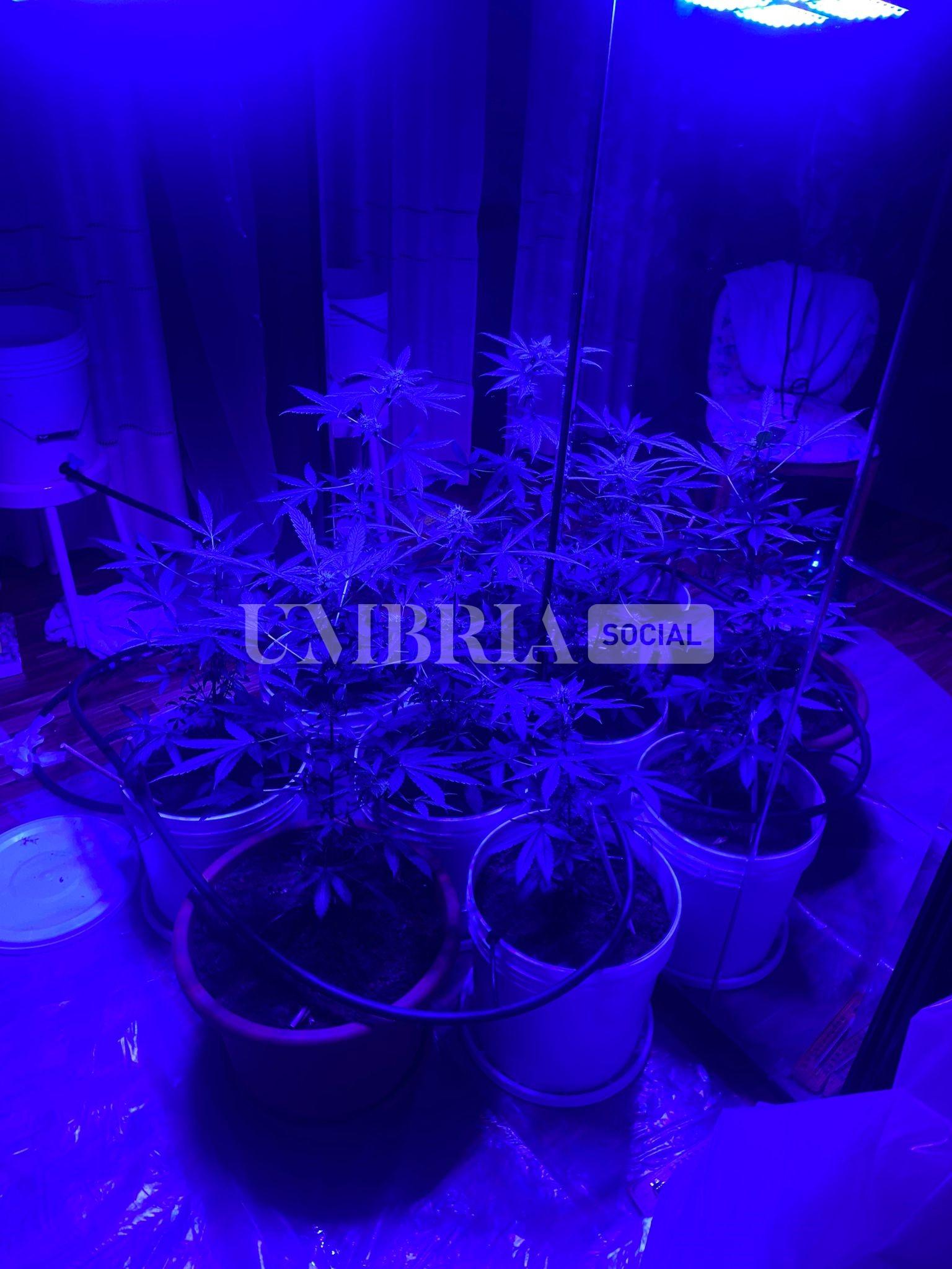 Spaccia e coltiva in casa piante di marijuana: arrestato ventenne (foto) 2