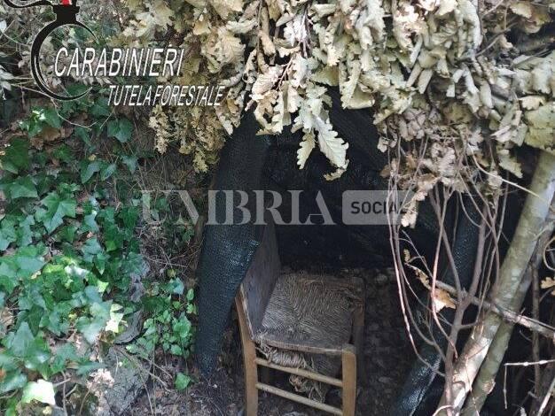 Caccia di frodo a tortore e cornacchie: denuncia e ritiro dei fucili per un cacciatore ternano 1 20230823 142920 b e1693560289718