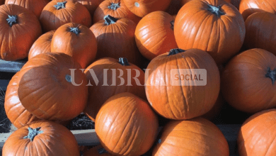 Torna Pumpkin Umbria, presto a Spoleto l'evento dedicato alla zucca 7 Schermata 2023 09 14 alle 16.57.47