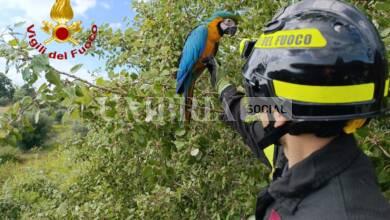 Pappagallo Ara scappa di casa ma si ferisce a un'ala: salvato dai pompieri 2 WhatsApp Image 2023 09 21 at 17.11.11