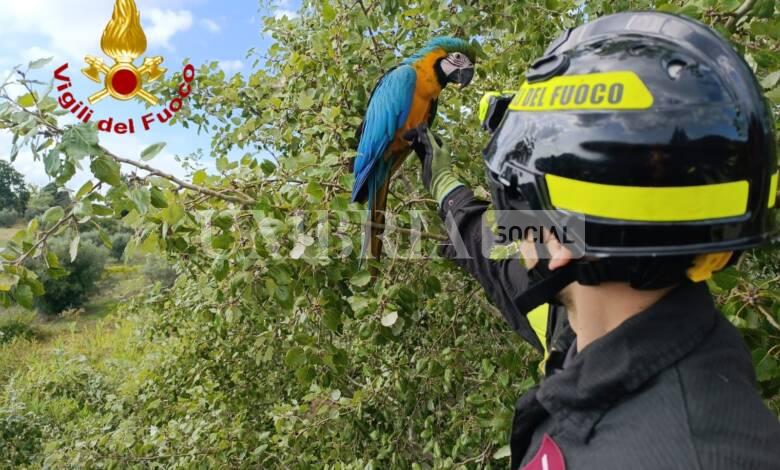 Pappagallo Ara scappa di casa ma si ferisce a un'ala: salvato dai pompieri 1 WhatsApp Image 2023 09 21 at 17.11.11