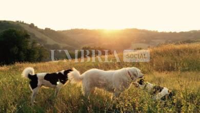 Bocconi avvelenati a Spello, l'allarme dei cittadini dopo la morte di un cane 2 al lucca BA bjyxvoNQ unsplash scaled