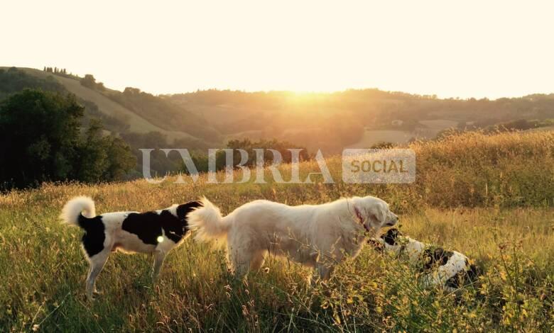Bocconi avvelenati a Spello, l'allarme dei cittadini dopo la morte di un cane 1 al lucca BA bjyxvoNQ unsplash scaled