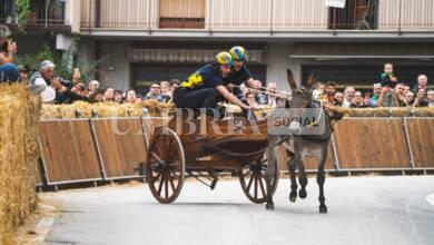 Gualdo Tadino, attesa per i Giochi de le Porte: domenica 3 settembre le prove dei somari 14 corsa a carretto