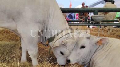 Cresce Agriumbria, l'edizione 2024 verso un ampliamento degli spazi 13 338706082 2372397596266923 1671379170015232026 n