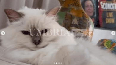 Spoleto, tiene ancora banco il gatto sparito di Nino Frassica: "Lo hanno degli accumulatori di gatti belli e non ce lo vogliono ridare" 5 Screenshot 2023 10 27 17.59.54