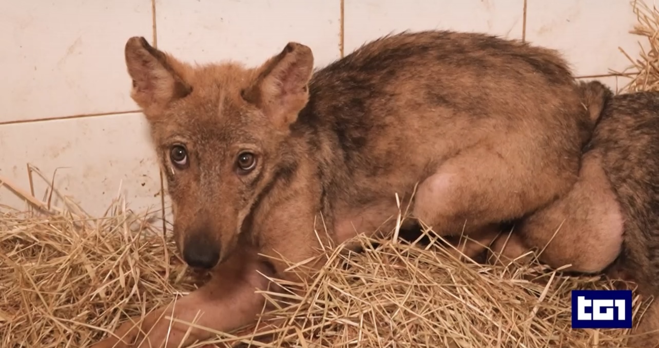 Due cuccioli di lupo di tre mesi, resi orfani dai bracconieri, salvati in Umbria 6