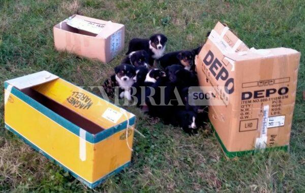Bevagna, la polizia locale soccorre diciassette cuccioli di circa due mesi 2