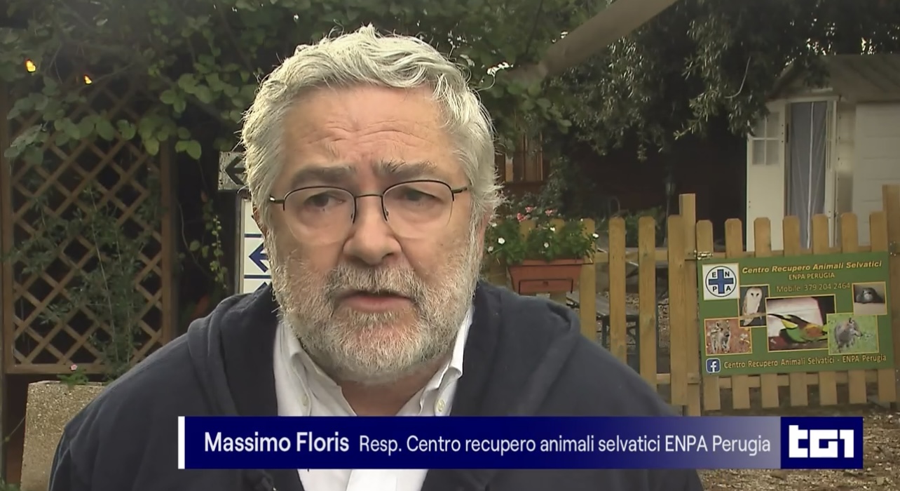 Due cuccioli di lupo di tre mesi, resi orfani dai bracconieri, salvati in Umbria 12