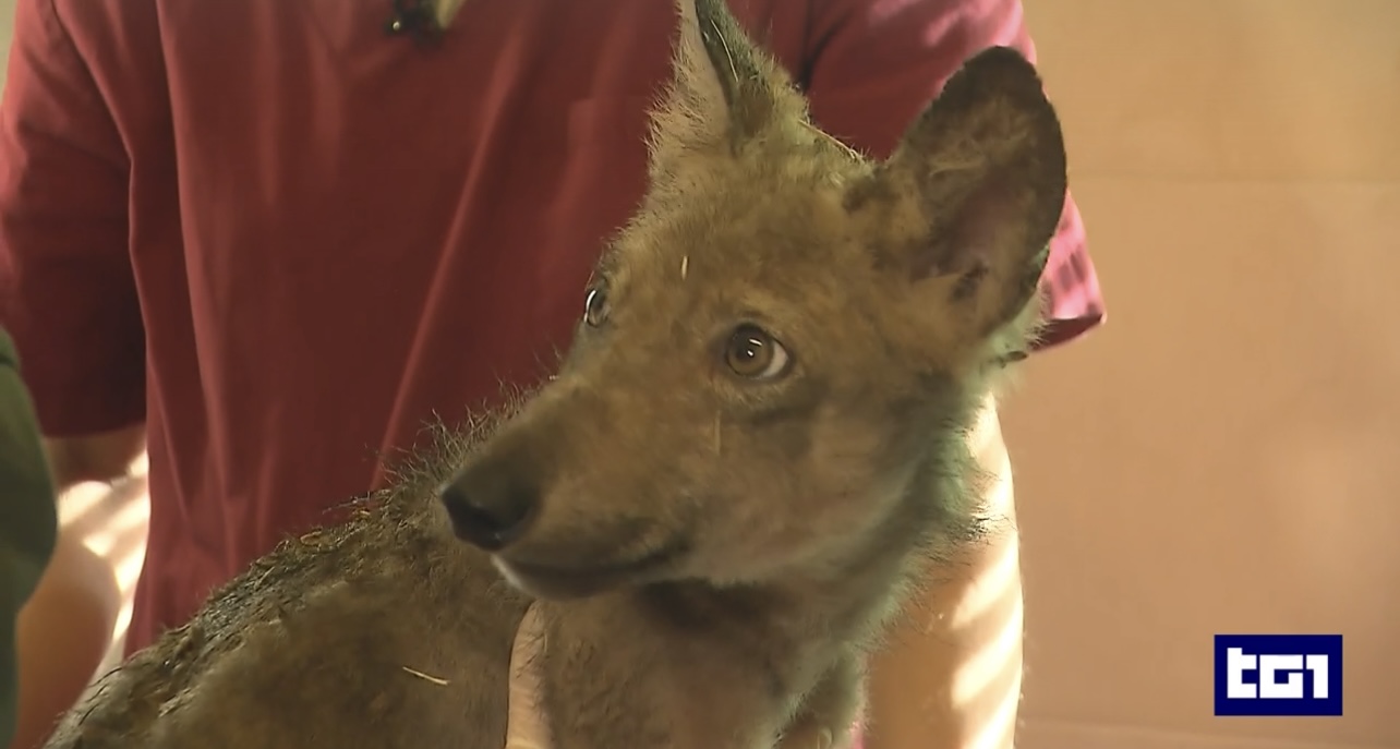 Due cuccioli di lupo di tre mesi, resi orfani dai bracconieri, salvati in Umbria 2