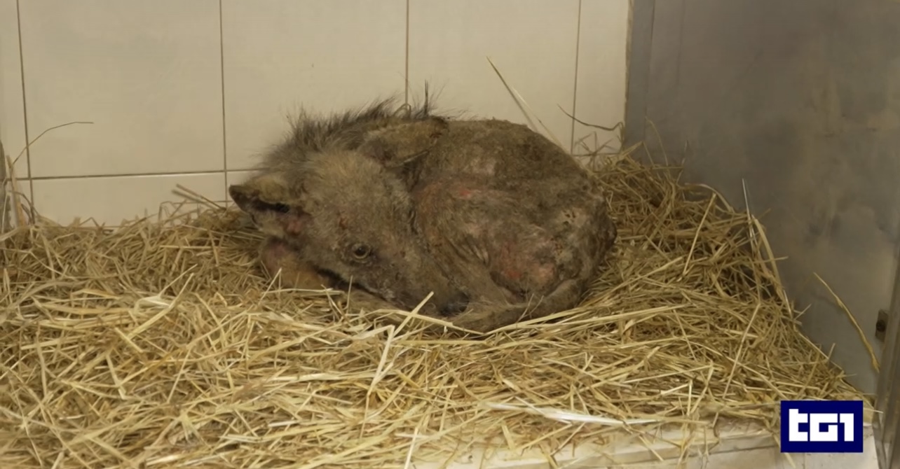 Due cuccioli di lupo di tre mesi, resi orfani dai bracconieri, salvati in Umbria 10