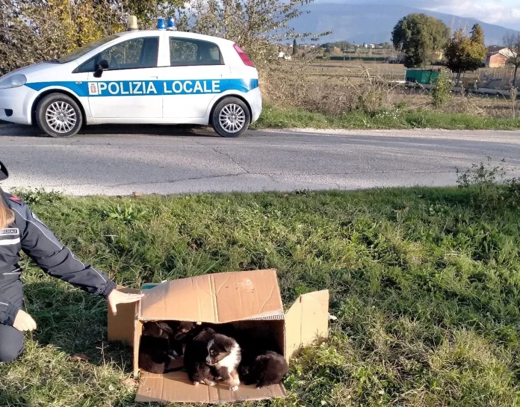 Bevagna, la polizia locale soccorre diciassette cuccioli di circa due mesi 4