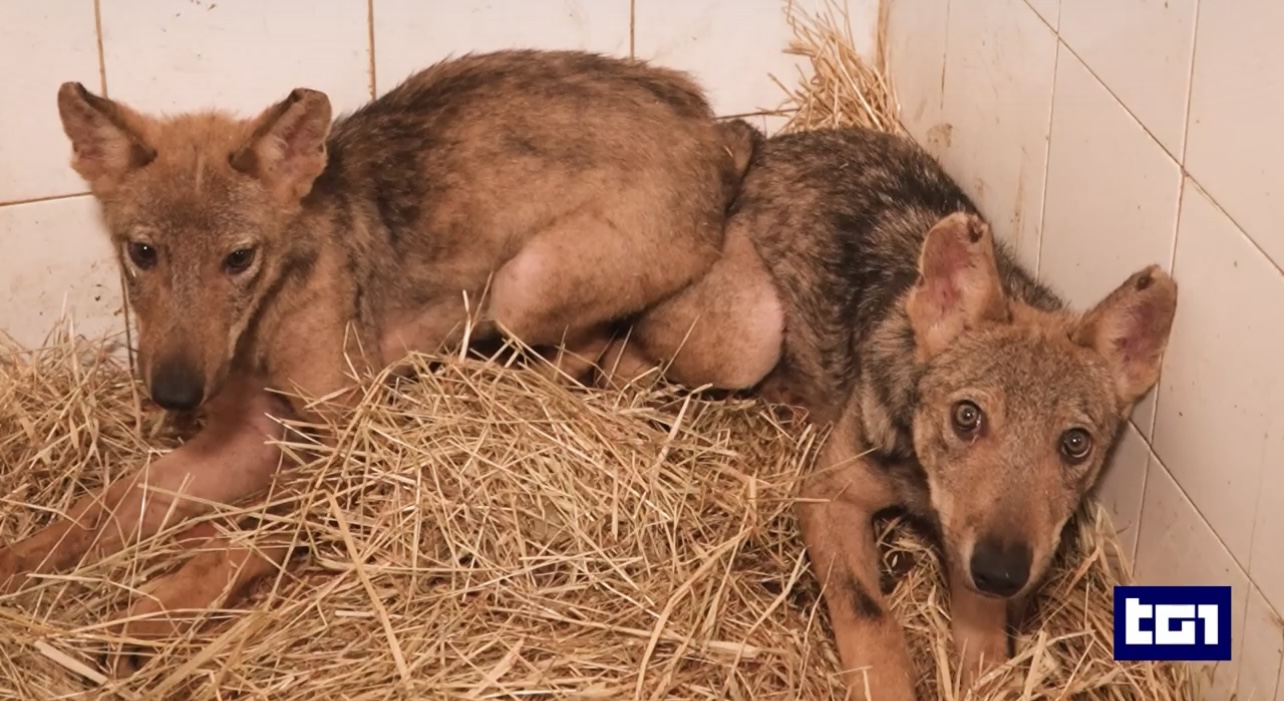 Due cuccioli di lupo di tre mesi, resi orfani dai bracconieri, salvati in Umbria 4