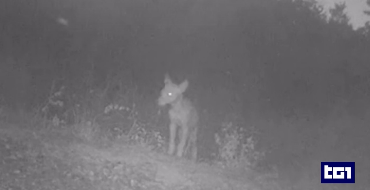 Due cuccioli di lupo di tre mesi, resi orfani dai bracconieri, salvati in Umbria 8