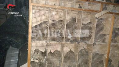 Todi, sequestrati 370 tordi destinati al commercio illegale di richiami vivi 8 IMG 20231116 WA0030CC