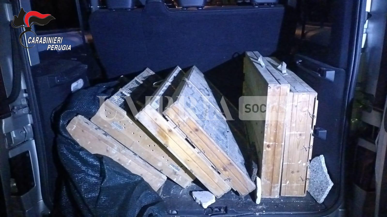 Todi, sequestrati 370 tordi destinati al commercio illegale di richiami vivi 2