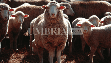Schermata 2023 11 13 alle 15.46.29