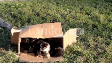 Bevagna, la polizia locale soccorre diciassette cuccioli di circa due mesi 7 Screenshot 2023 11 23 13.28.40