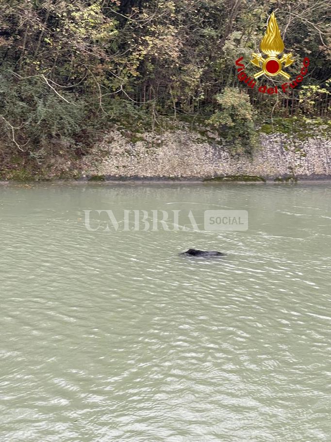Narni, cinghiale cade nel canale del lago: salvato dai vigili del fuoco (foto) 2