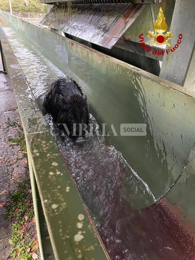 Narni, cinghiale cade nel canale del lago: salvato dai vigili del fuoco (foto) 6