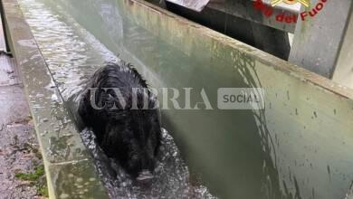 Narni, cinghiale cade nel canale del lago: salvato dai vigili del fuoco (foto) 15 cinghiale