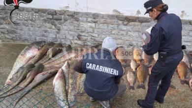 Baschi, sequestrate tre tonnellate di pesci catturati illegalmente nel Tevere 5 1 foto pesce