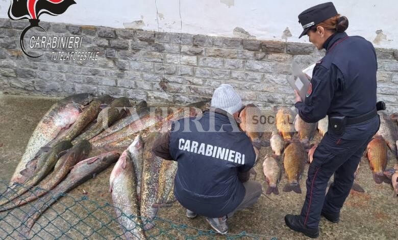 Baschi, sequestrate tre tonnellate di pesci catturati illegalmente nel Tevere 1 1 foto pesce