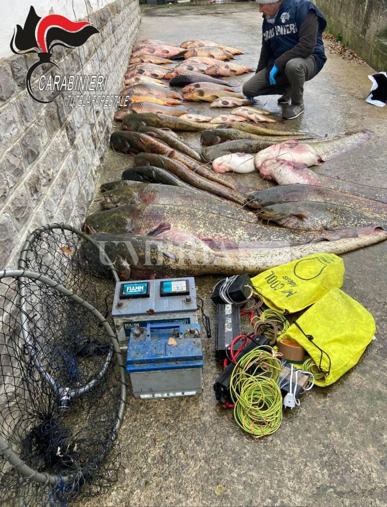 Baschi, sequestrate tre tonnellate di pesci catturati illegalmente nel Tevere 2