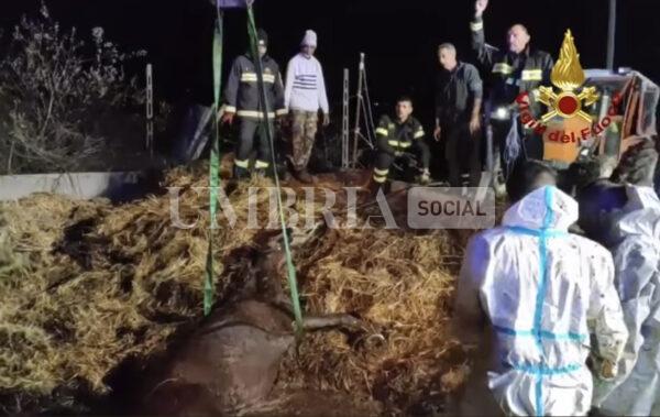 Cavallo in una concimaia a Marsciano, lo salvano i vigili del fuoco 3 Cavallo in una concimaia a Marsciano, lo salvano i vigili del fuoco 2