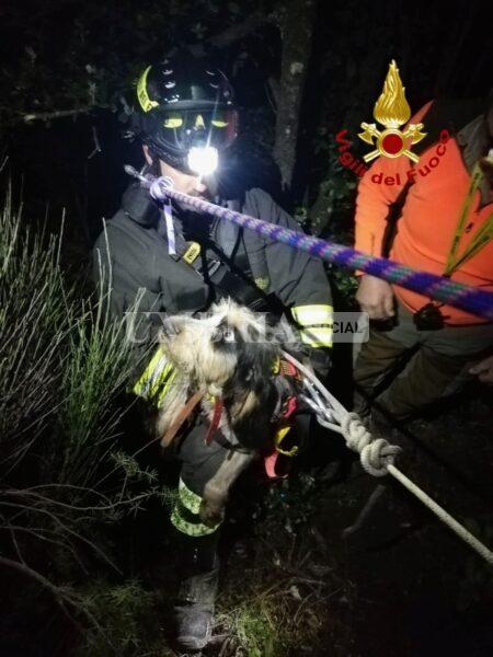 Cane cade lungo una scarpata, lo salvano i Vigili del Fuoco: Brutus sta bene (foto) 4