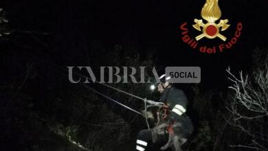 Cane cade lungo una scarpata, lo salvano i Vigili del Fuoco: Brutus sta bene (foto) 4 F17F3179 D6EC 4BC0 8289 ED165D6641AD