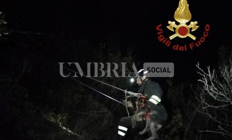 Cane cade lungo una scarpata, lo salvano i Vigili del Fuoco: Brutus sta bene (foto) 1 F17F3179 D6EC 4BC0 8289 ED165D6641AD