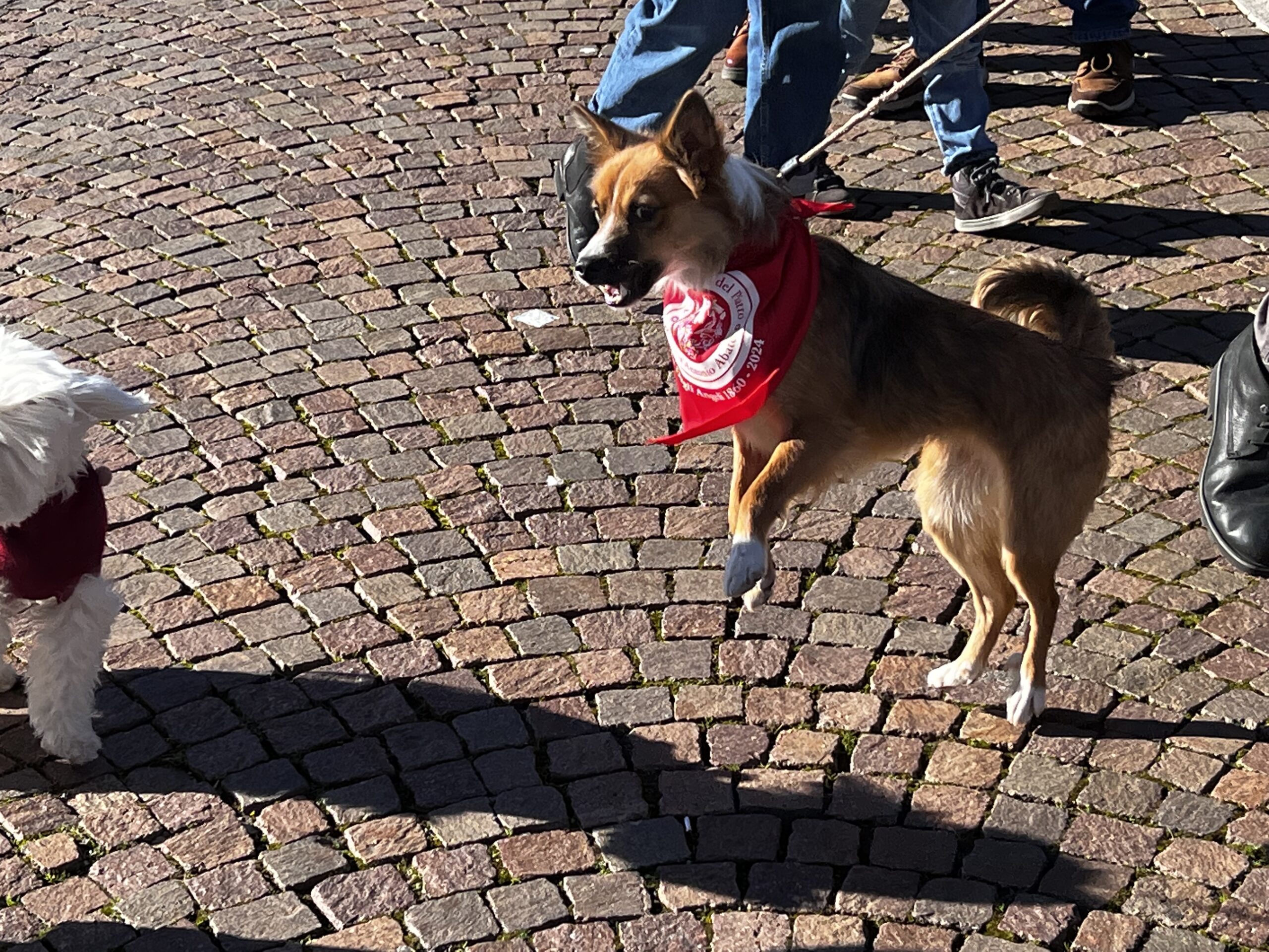 Successo a Santa Maria degli Angeli per il Piatto di Sant’Antonio Abate (foto e video) 110