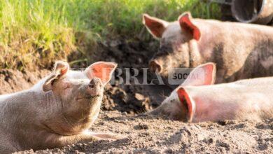 La tombola a Spello cambia il premio finale: maiale “in salvo”, c’è un buono di prodotti alimentari 5 3188733F 16D7 4FDF 9718 B9D0290E3789