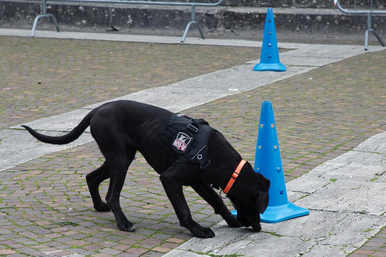 “Pet and technology for life”, piloti e conduttori a quattro zampe: successo a Santa Maria degli Angeli (foto+video) 51
