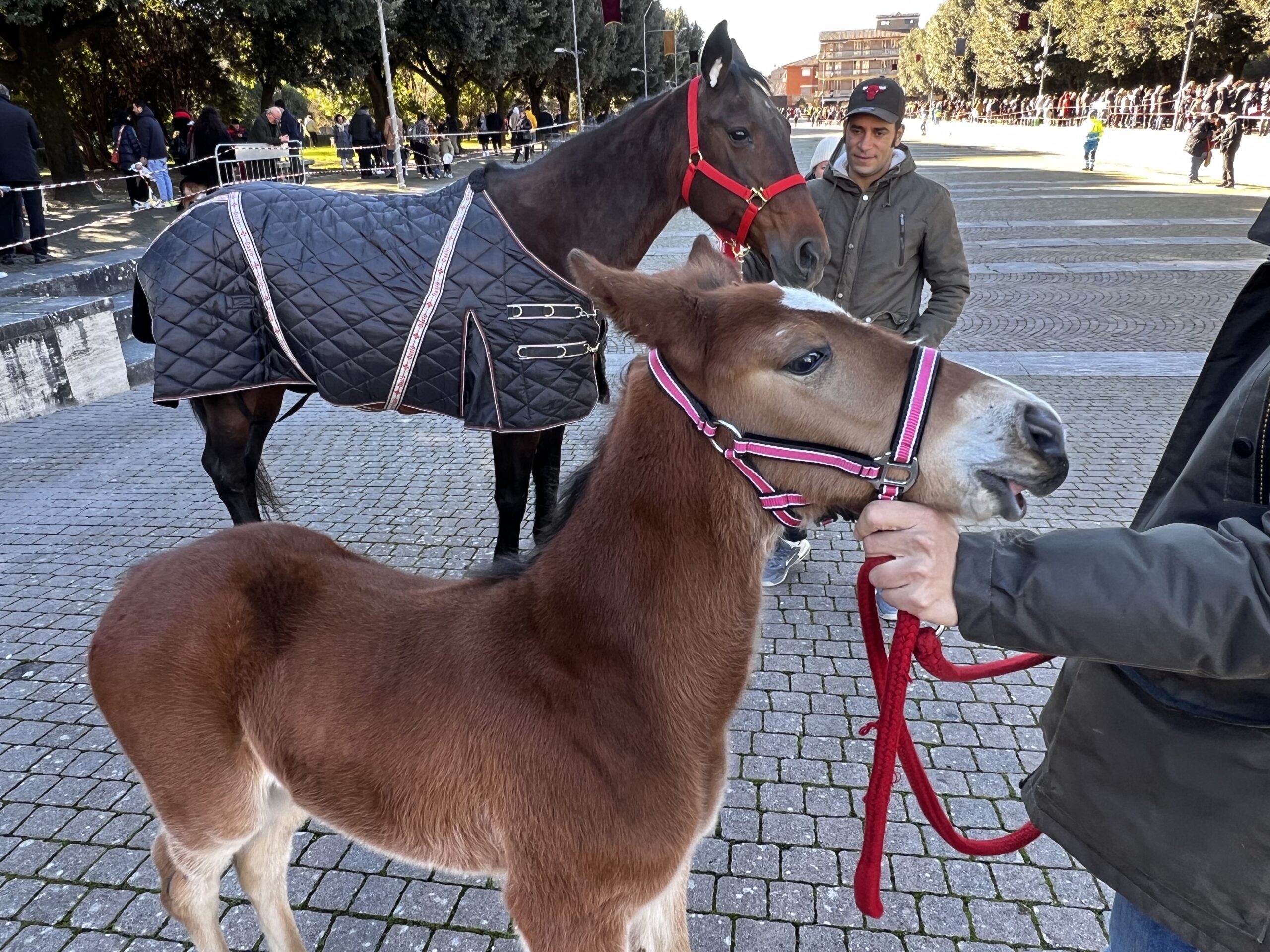 Successo a Santa Maria degli Angeli per il Piatto di Sant’Antonio Abate (foto e video) 44