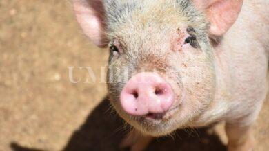 Un maiale come premio sulla tombola, è polemica a Spello: gli organizzatori chiariscono 7 5BD36FD0 D04E 4D59 8383 A08449226F05