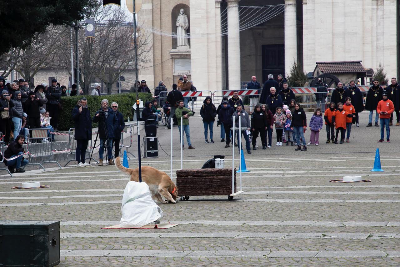 “Pet and technology for life”, piloti e conduttori a quattro zampe: successo a Santa Maria degli Angeli (foto+video) 59