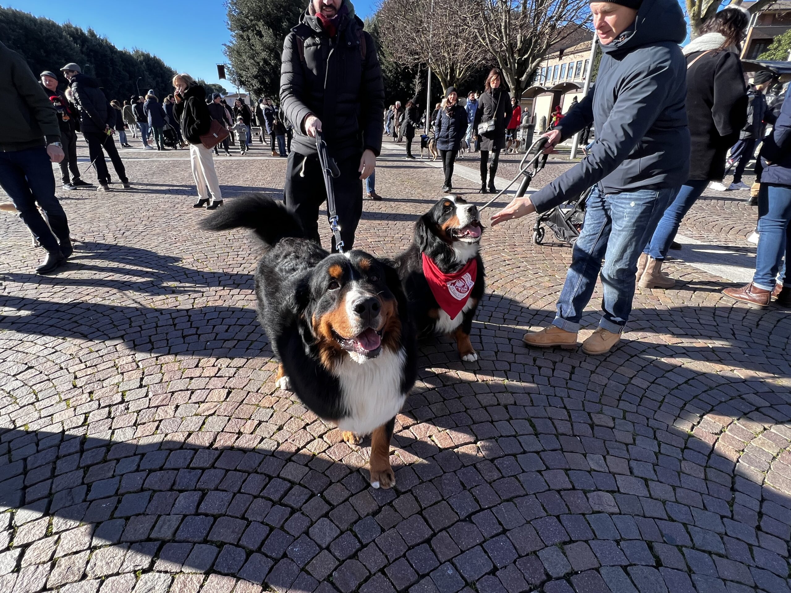 Successo a Santa Maria degli Angeli per il Piatto di Sant’Antonio Abate (foto e video) 94